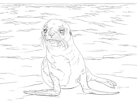 Galapagos sea lion pup coloring page free printable coloring pages