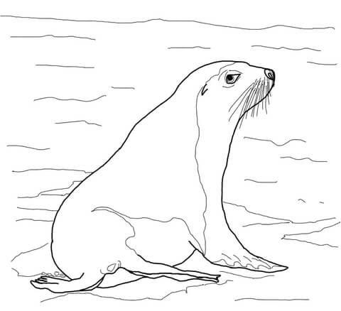 Dibujo de leãn marino australiano para colorear dibujos para colorear imprimir gratis