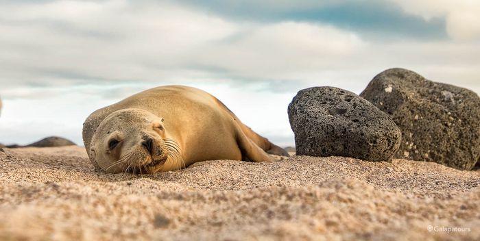Galapagos sea lion