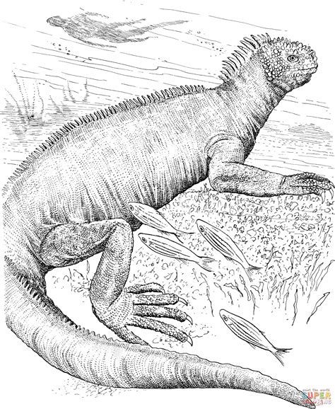 Galapagos island animals coloring pages at ciahenley coloring pages galapagos islands animals animal coloring pages