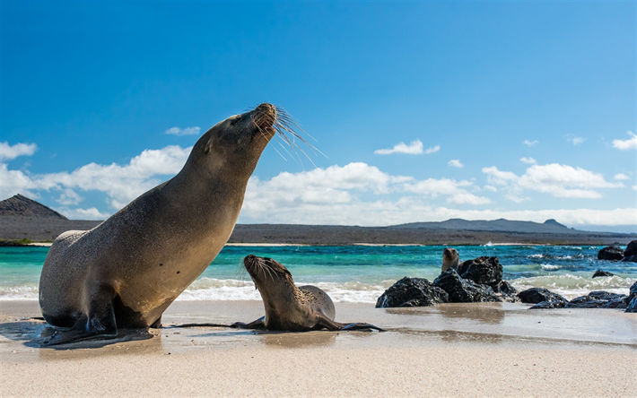 Download wallpapers galapagos sea lion wildlife marine animals galapagos islands north america for desktop free pictures for desktop free leon marino islas galãpagos animales marinos