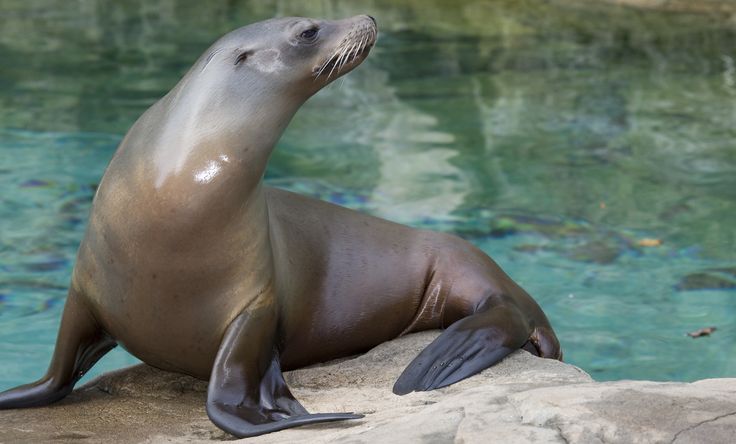 Sea lion conservation biology water animals