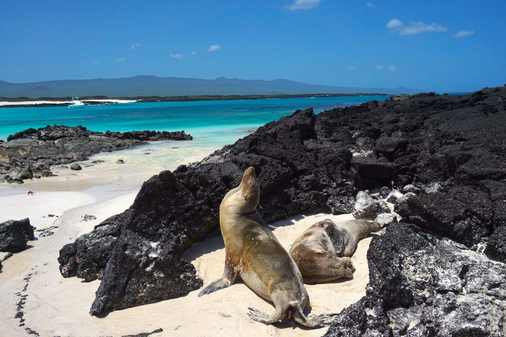 Galapagos islands travel how to visit galapagos on your own with map best tours beaches and places to see