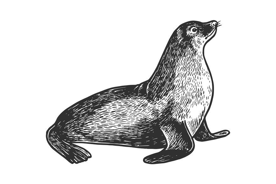 Sea lion sketch engraving vector sea lion lion illustration lion sketch