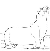 Galapagos sea lion pup coloring page free printable coloring pages