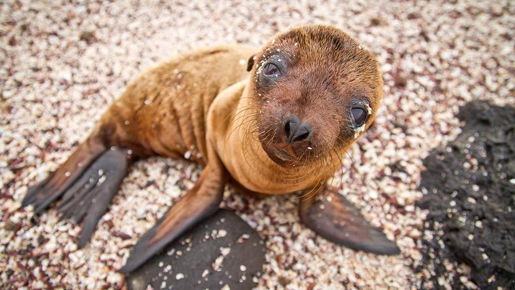 Animal de las islas galãpagos una guãa para los amant de la vida silvtre