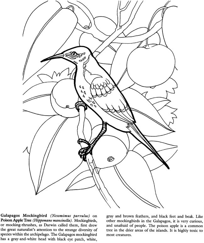 Galapagos islands coloring pages animal coloring pages color