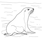 Dibujos de otarinos leones marinos para colorear