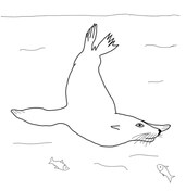 Dibujo de cachorro de leãn marino de las islas galãpagos para colorear dibujos para colorear imprimir gratis