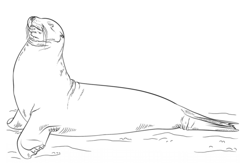 Galapagos sea lion posing coloring page free printable coloring pages