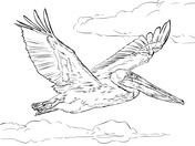 Galapagos animals coloring pages free printable pictures