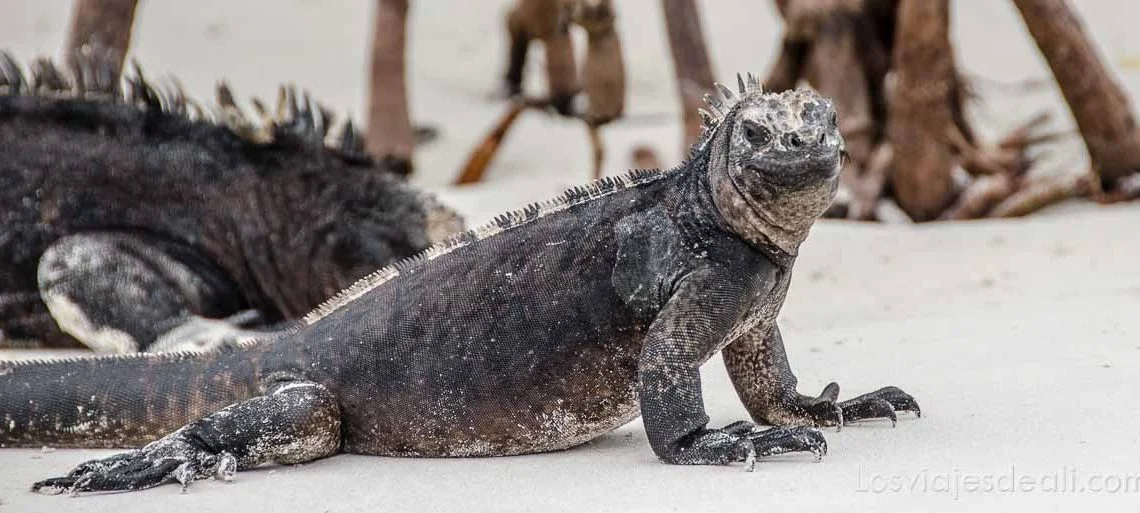 Fauna y flora de las islas galãpagos un ecosistema ãnico