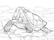 Galapagos animals coloring pages free printable pictures