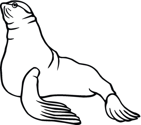 Dibujo de leãn marino ilustraciãn para colorear dibujos para colorear imprimir gratis