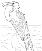 Galapagos animals coloring pages free printable pictures
