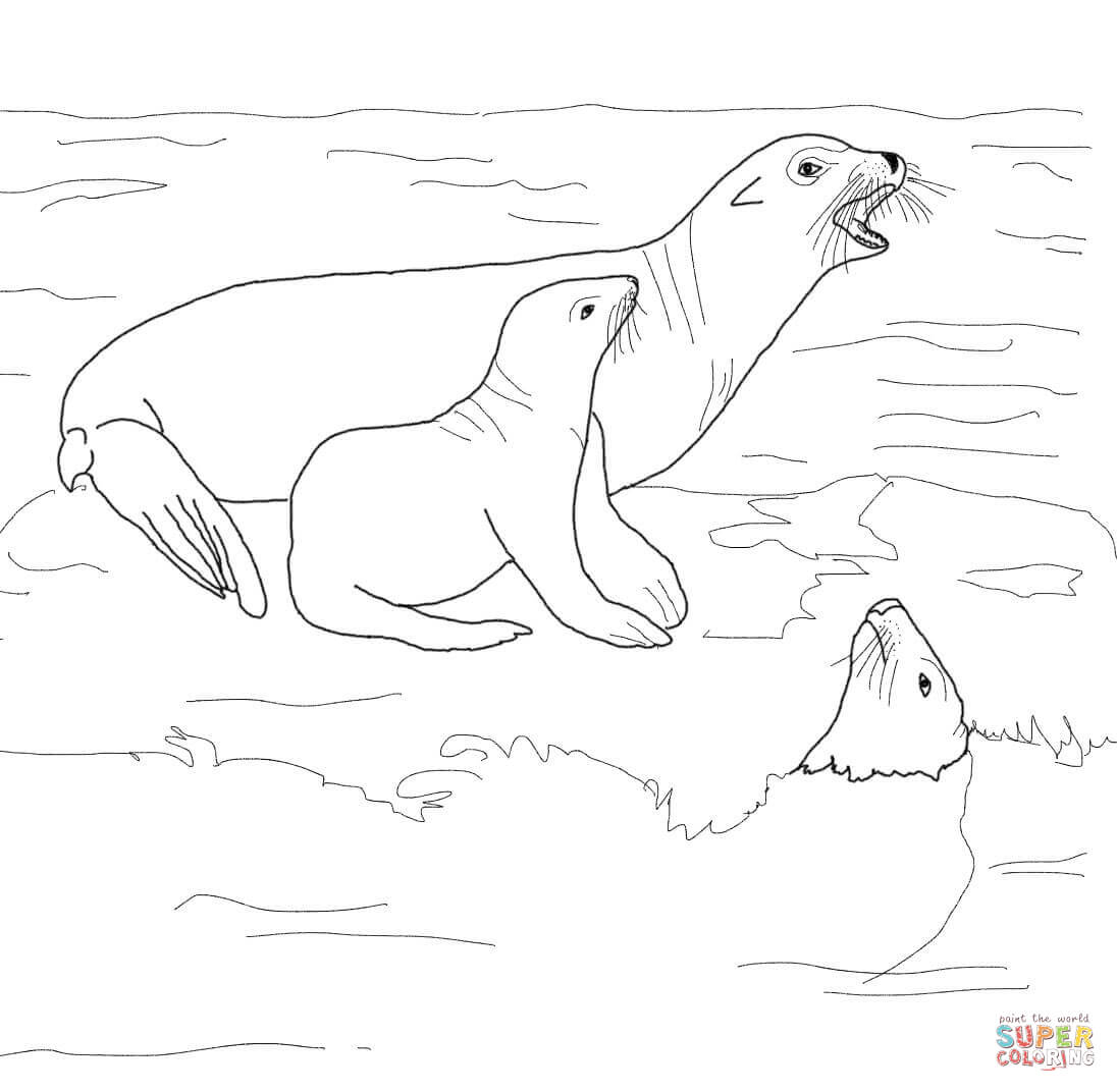 Dibujo de leãn marino de california con crãa para colorear dibujos para colorear imprimir gratis