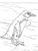 Galapagos animals coloring pages free printable pictures