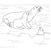 California sea lion on a beach coloring page free printable coloring pages