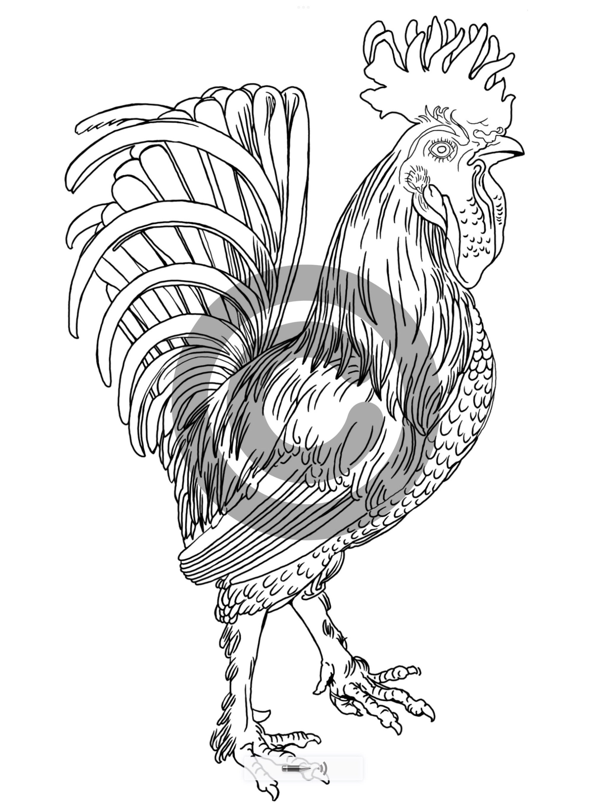 Coloring page leonardo da vinci rooster coloring page downloadable art printable art