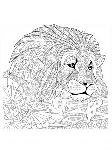 Leones