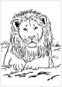 Leones