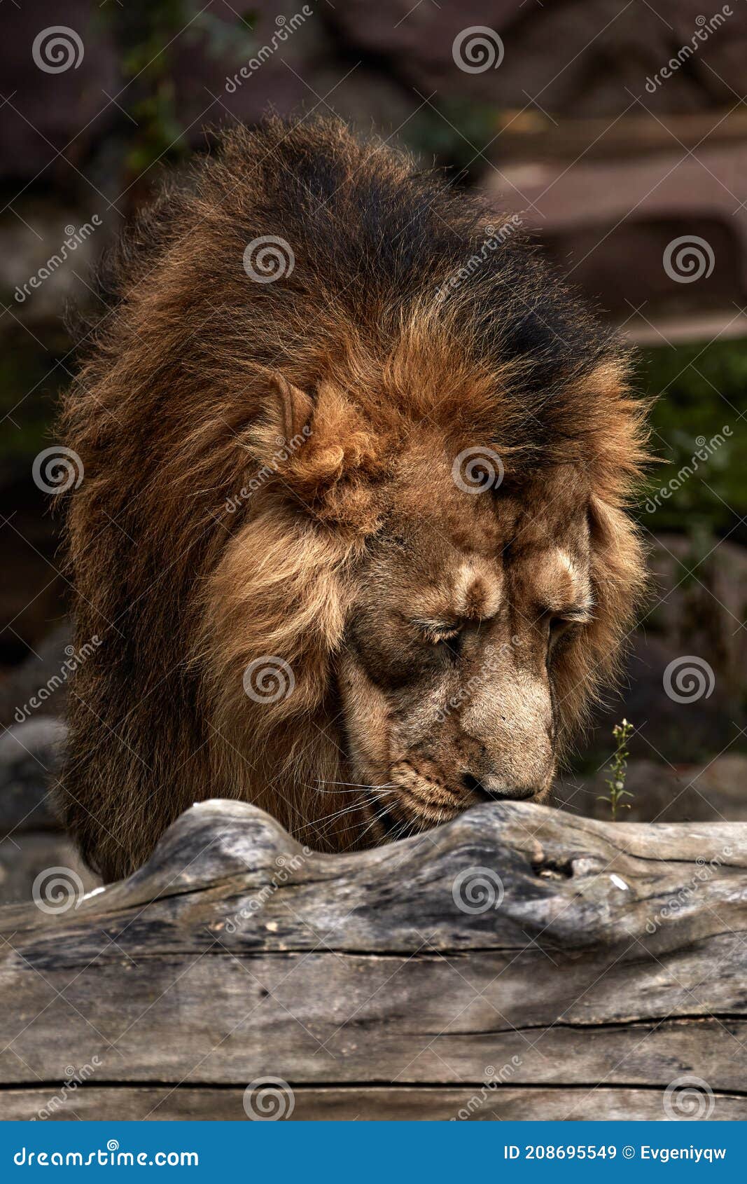 Sad lion stock photos