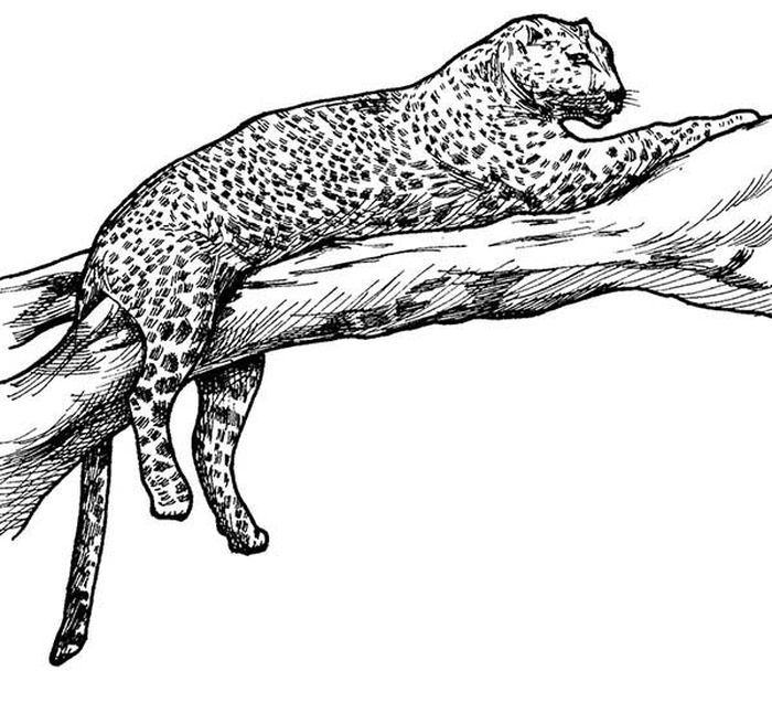 Leopard coloring pages printable pdf