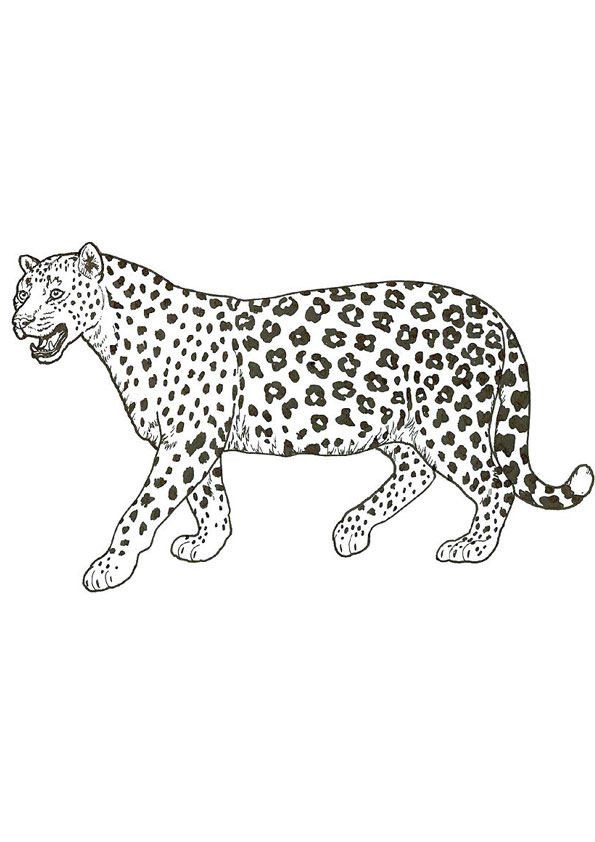 Coloring pages cheetah looking for hunting coloring page