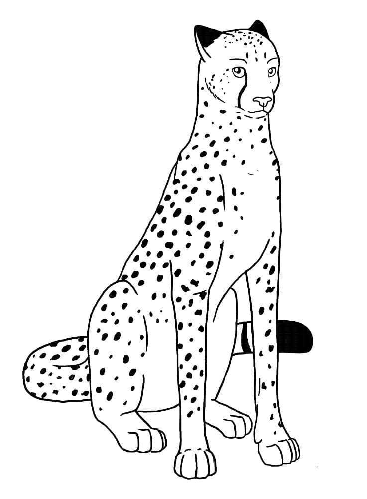 Leopard coloring pages printable for free download
