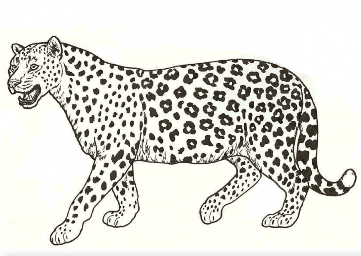 Safari animal sounds epub and tactile graphic activities â school for the blind