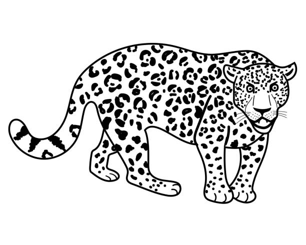 Wild animal leopard black and white vector illustration for coloring book stock illustration