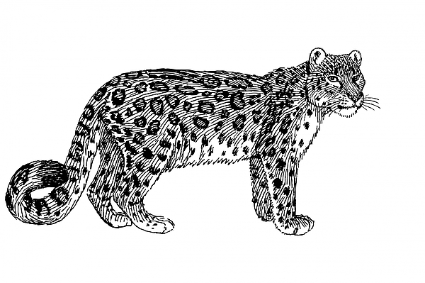 Snow leopard illustration clipart greeting card by les classics