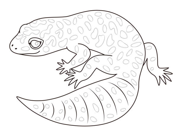 Hydhomon lizard modoki eublepharis macularius character illustration stock illustration