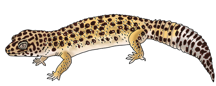 Gecko leopard