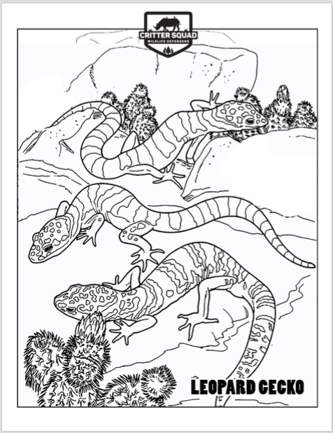 Leopard gecko coloring