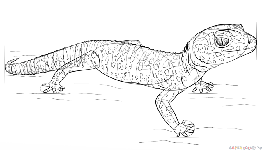 How to draw a leopard gecko super coloring leopard gecko gecko coloring pages