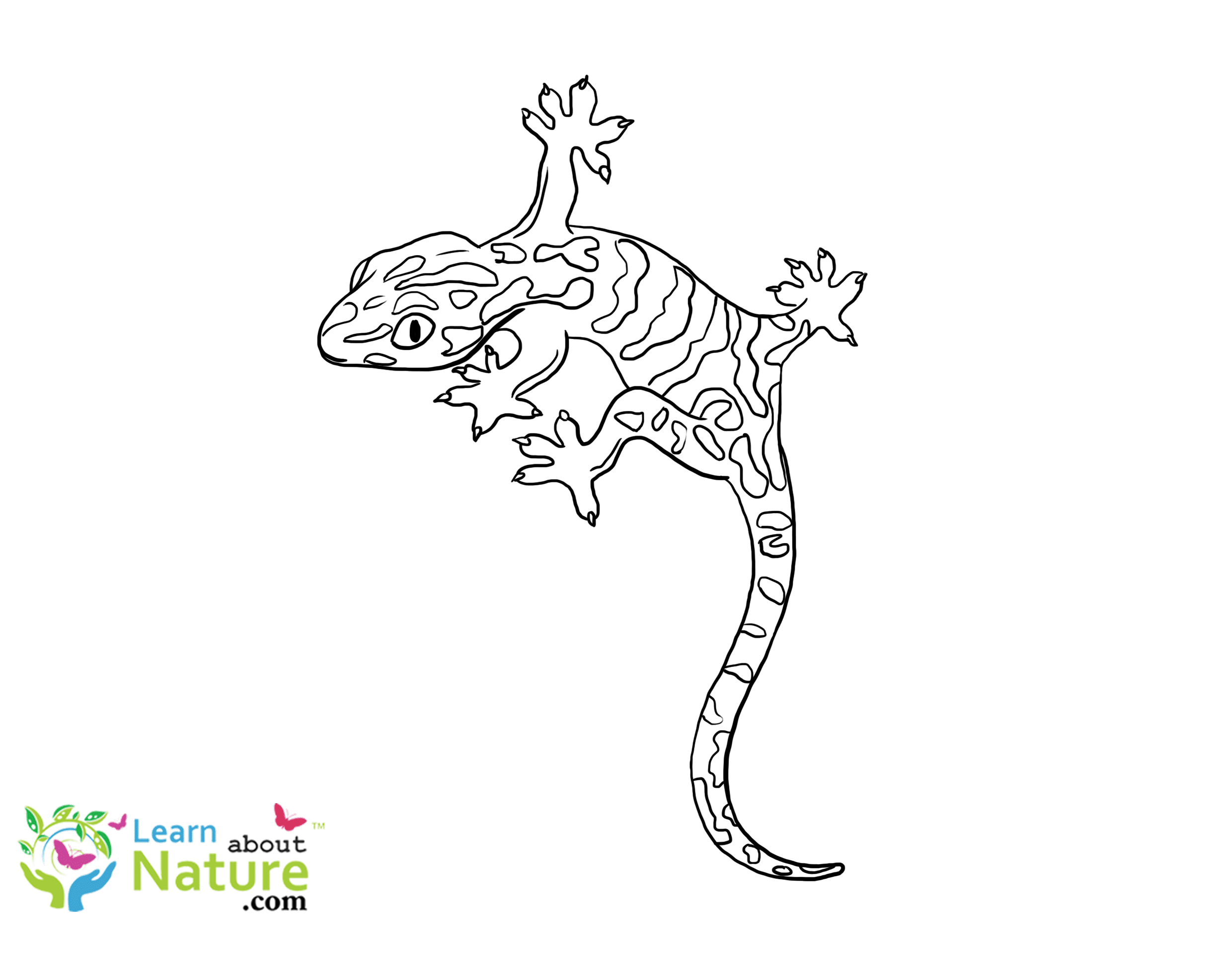Gecko