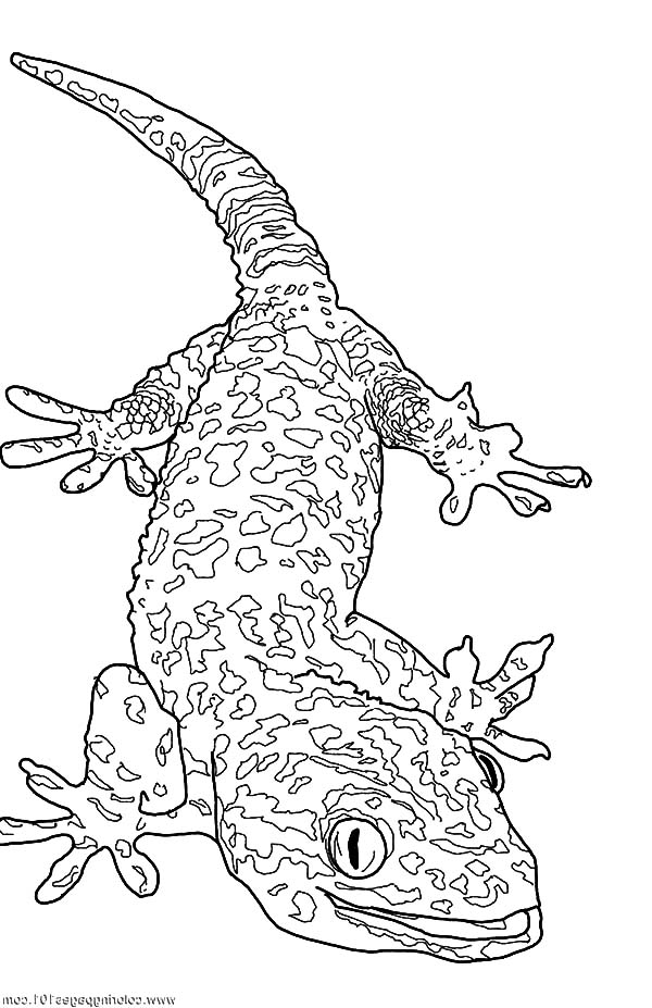 Giant gecko lizard coloring pages