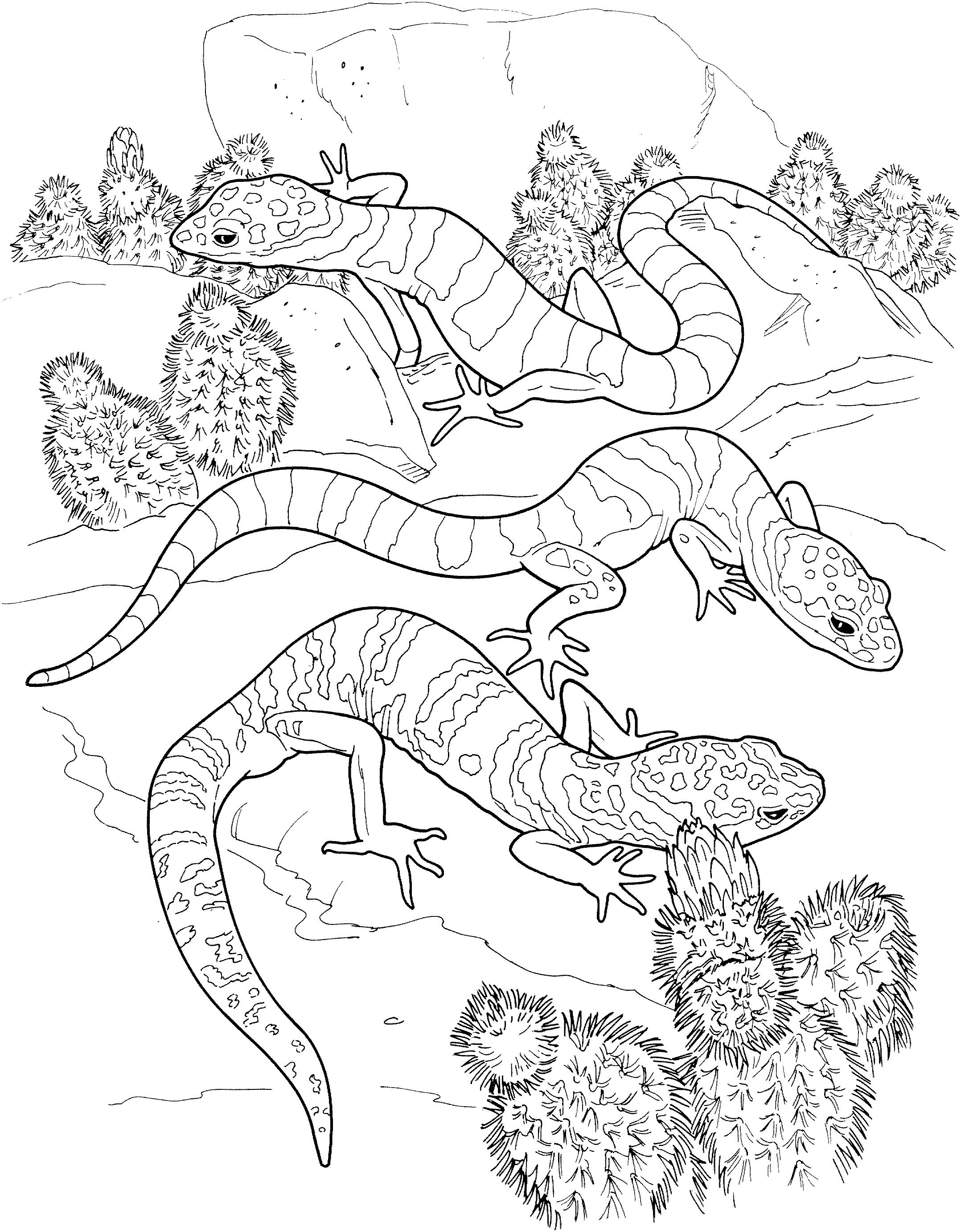 Free lizard coloring pages