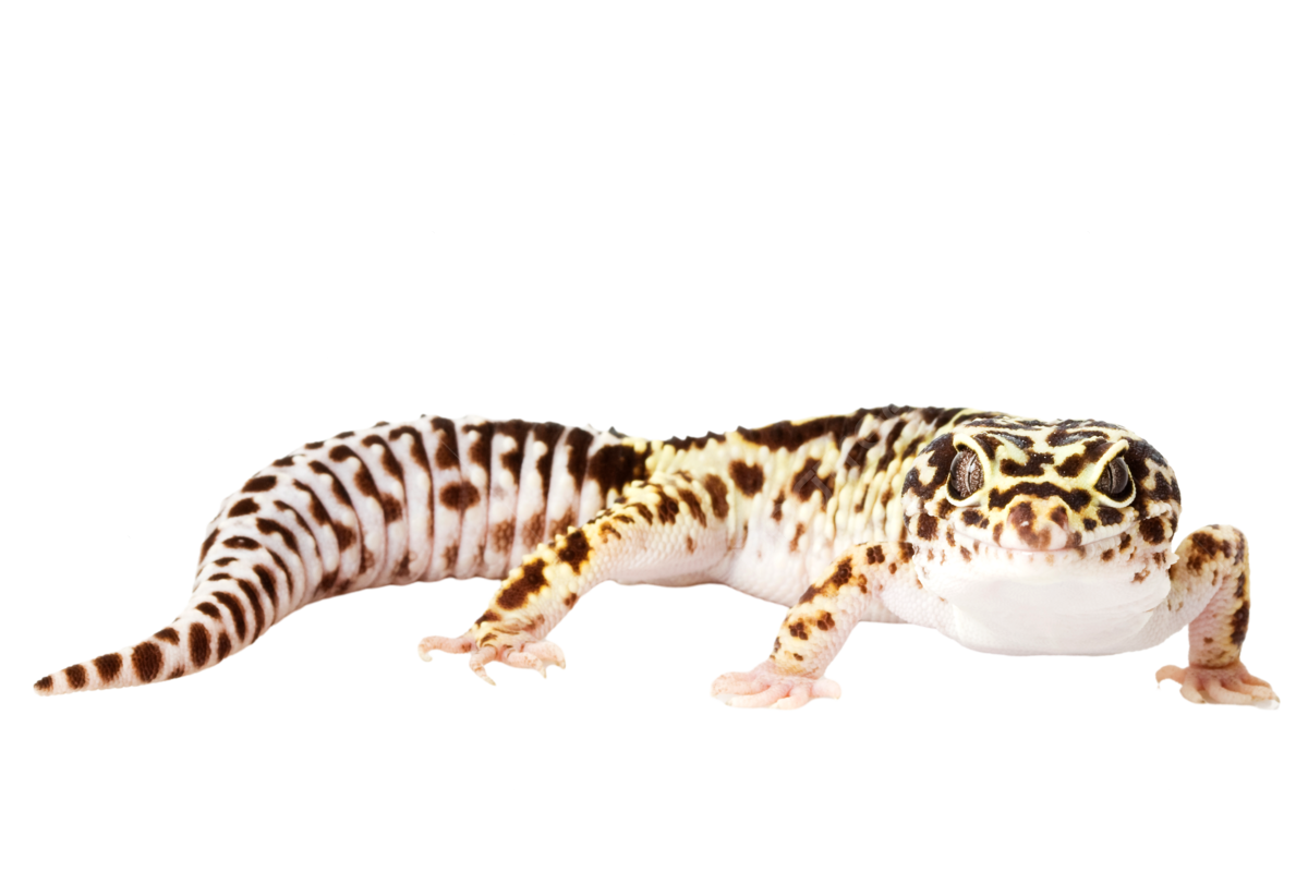 Leopard gecko color image pattern isolated nature png transparent image and clipart for free download