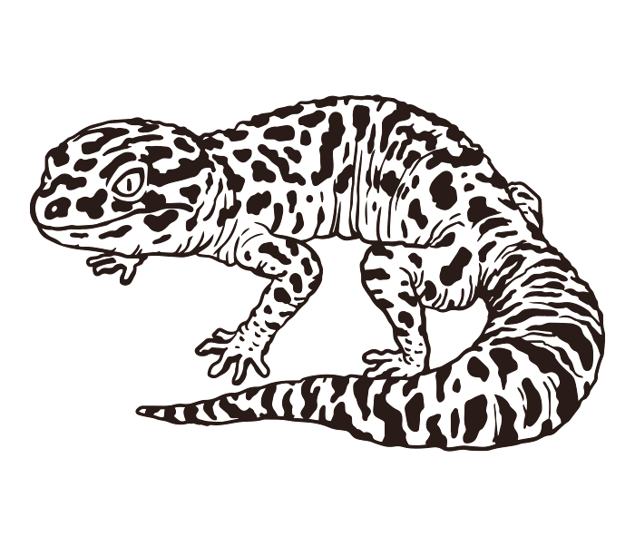 Leopard gecko longing for dinosaurs drawing ai illustrator file us each ai png file