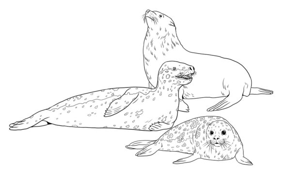 Sea leopard images â browse photos vectors and video