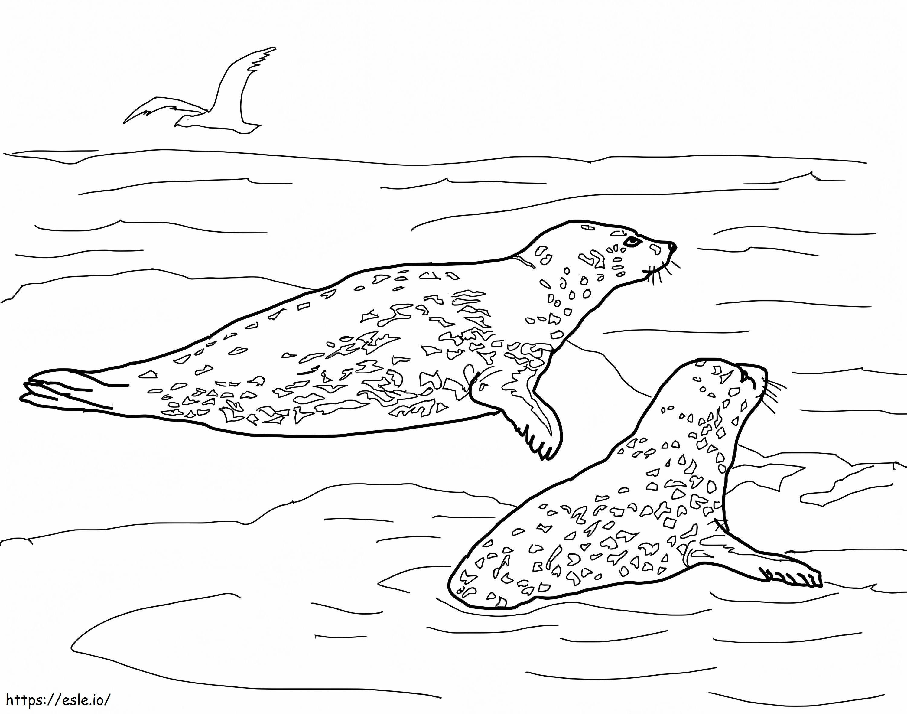 Leopard seals coloring page