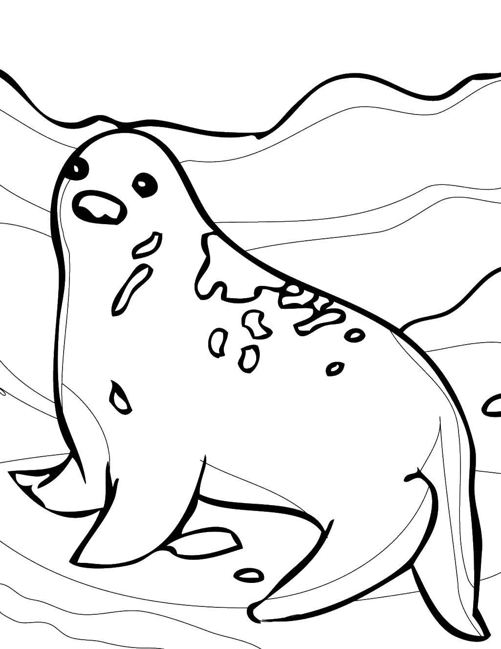 Online coloring pages coloring page seal wild animals download print coloring page
