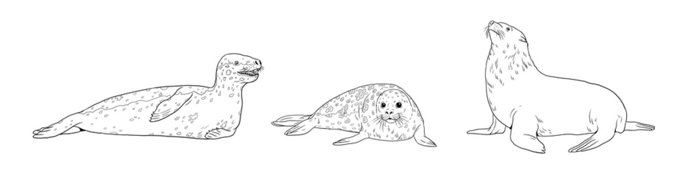 Sea leopard images â browse photos vectors and video