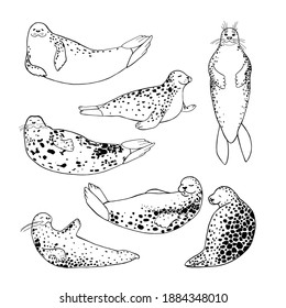 Harbor seal vector art graphics