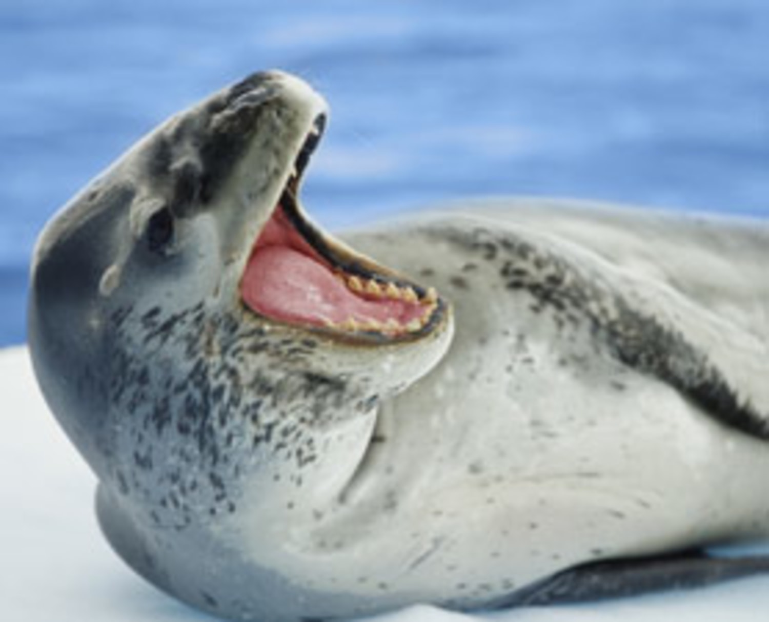 Leopard seals surveyed by sound