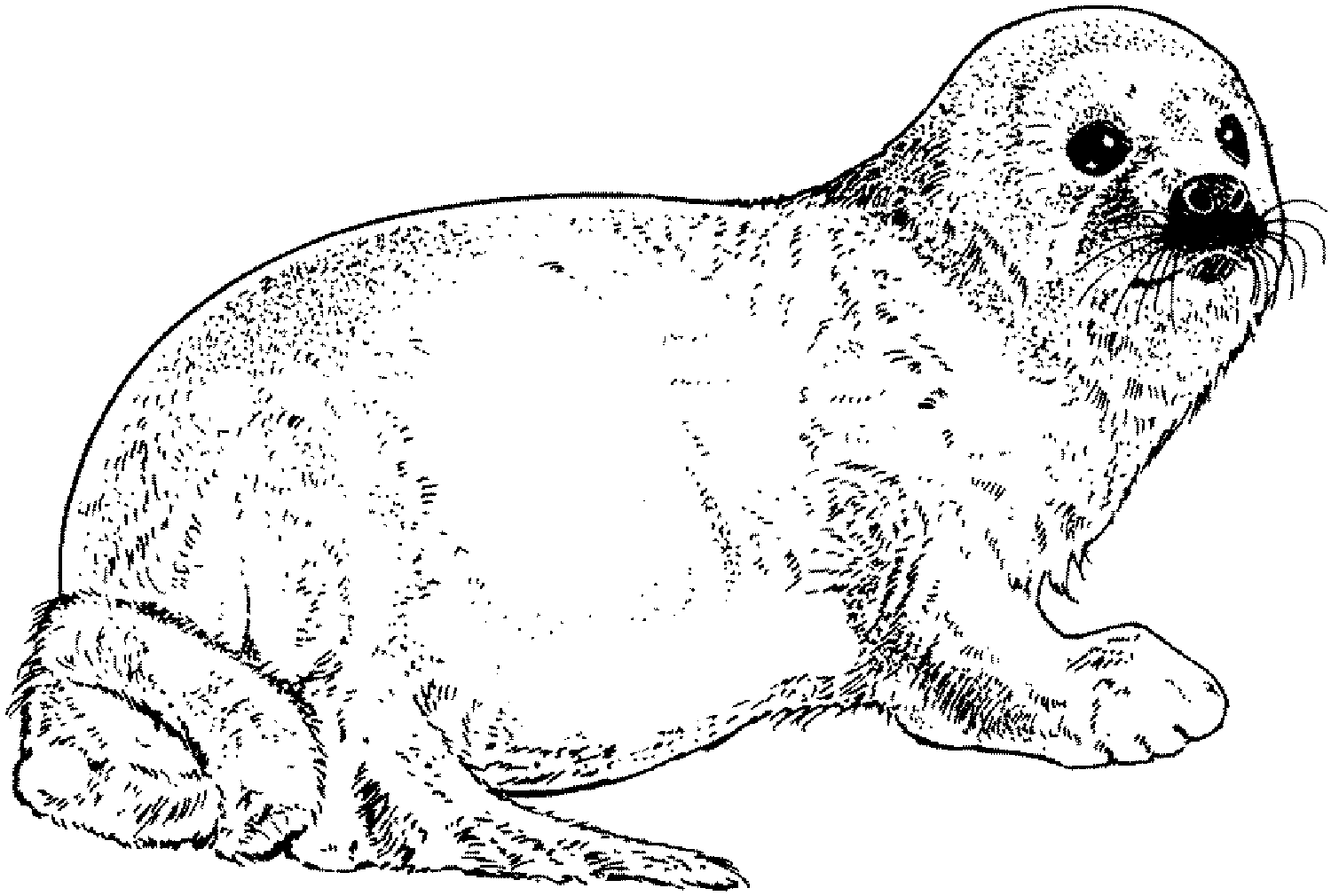Leopard seal coloring page