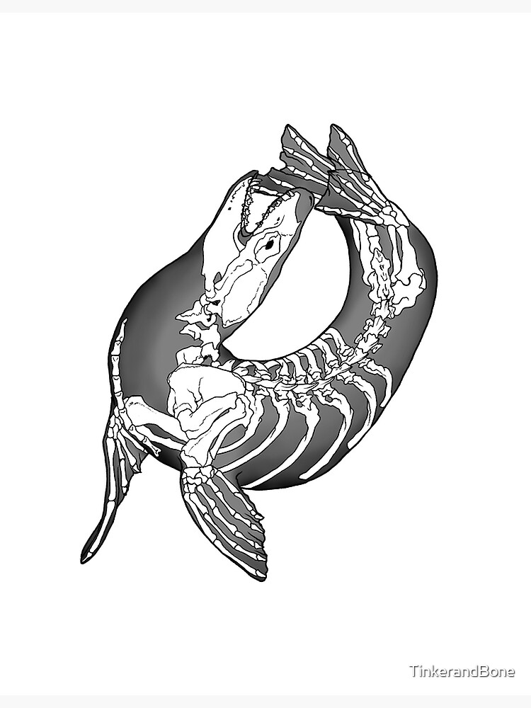 Leopard seal skeleton art print for sale by tinkerandbone