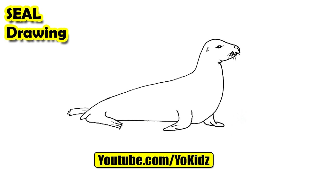 How to draw a seal for kids